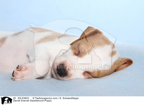 Dansk Svensk Gaardshund Puppy / SS-53603