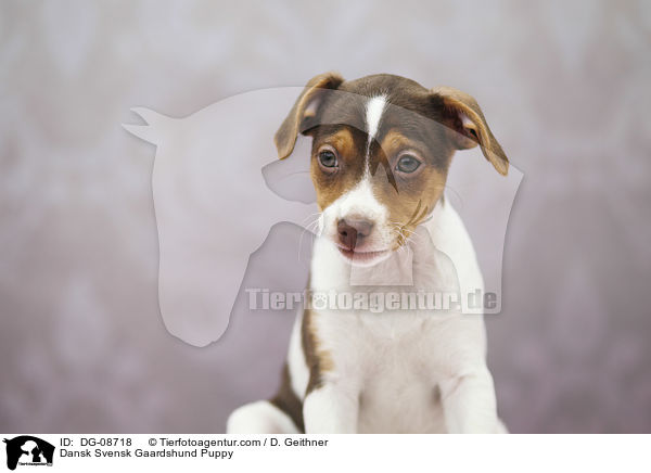 Dansk Svensk Gaardshund Puppy / DG-08718