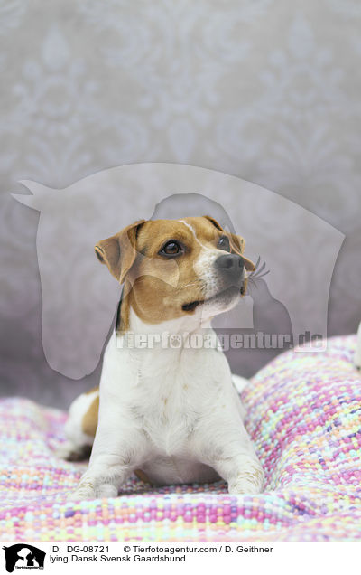 liegender Dansk Svensk Gaardshund / lying Dansk Svensk Gaardshund / DG-08721