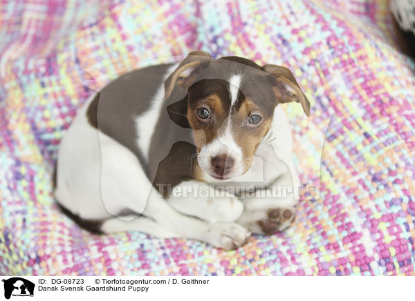 Dansk Svensk Gaardshund Welpe / Dansk Svensk Gaardshund Puppy / DG-08723