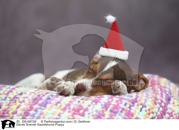 Dansk Svensk Gaardshund Welpe / Dansk Svensk Gaardshund Puppy / DG-08726