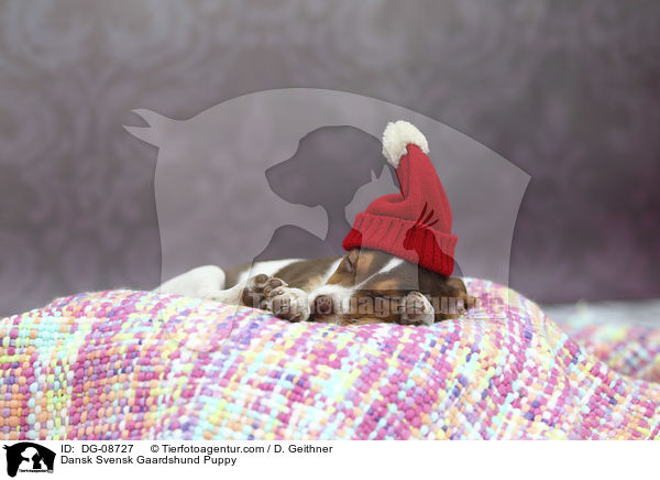 Dansk Svensk Gaardshund Welpe / Dansk Svensk Gaardshund Puppy / DG-08727