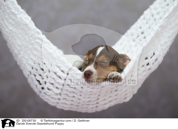 Dansk Svensk Gaardshund Puppy / DG-08730