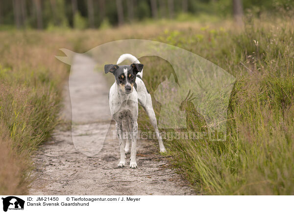 Dansk Svensk Gaardshund / JM-21450