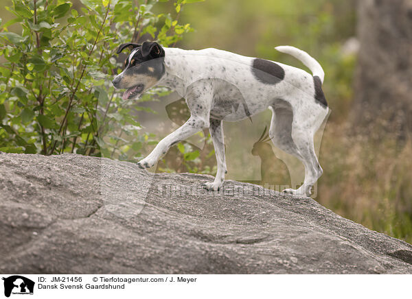Dansk Svensk Gaardshund / JM-21456
