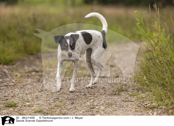 Dansk Svensk Gaardshund / JM-21466