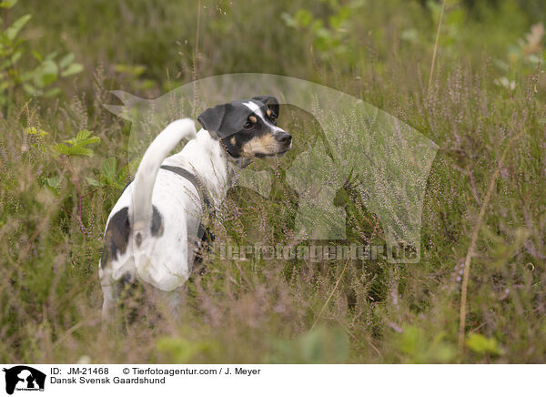 Dansk Svensk Gaardshund / JM-21468