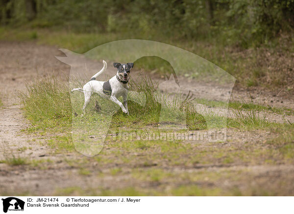 Dansk Svensk Gaardshund / Dansk Svensk Gaardshund / JM-21474