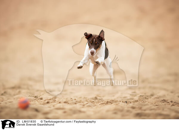 Dansk Svensk Gaardshund / Dansk Svensk Gaardshund / LM-01830