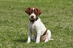 sitting Dansk Svensk Gaardhund Puppy