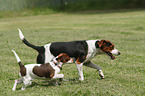 Dansk Svensk Gaardhund with Puppy