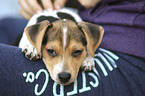 Dansk Svensk Gaardshund Puppy