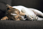 Dansk Svensk Gaardshund Puppy