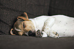 Dansk Svensk Gaardshund Puppy