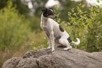 Dansk Svensk Gaardshund