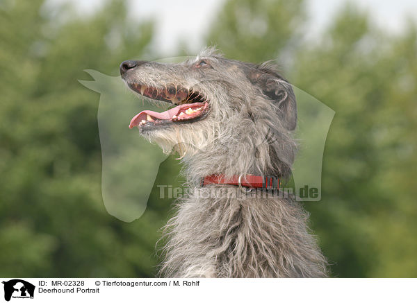Deerhound Portrait / MR-02328