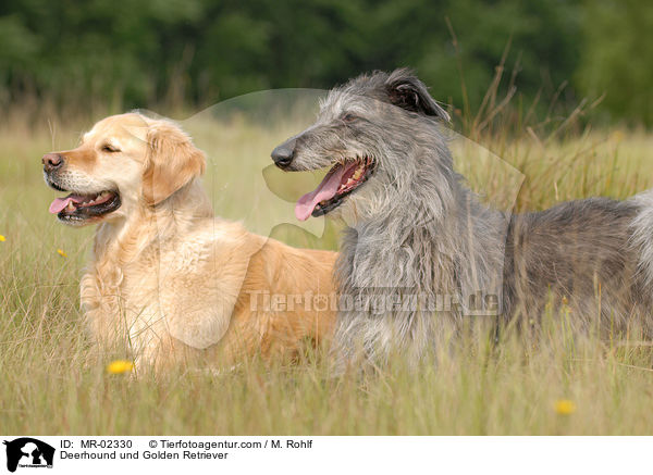 Deerhound und Golden Retriever / MR-02330