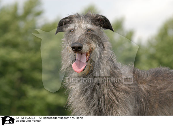 Deerhound Portrait / MR-02333