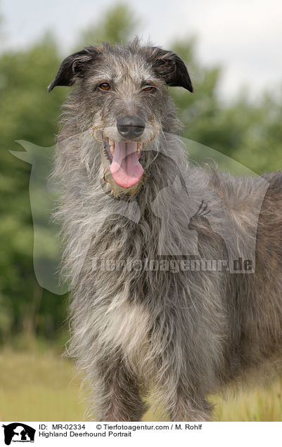 Highland Deerhound Portrait / MR-02334