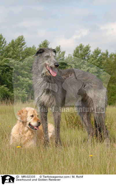 Deerhound und Golden Retriever / Deerhound und Golden Retriever / MR-02335
