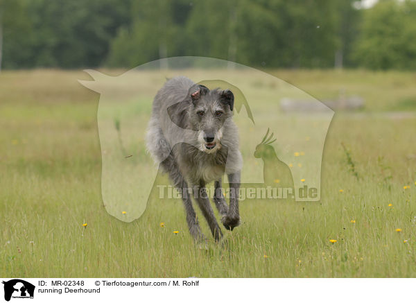 rennender Deerhound / running Deerhound / MR-02348