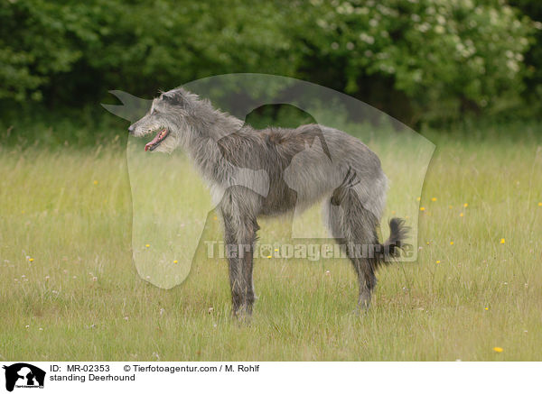 stehender Deerhound / standing Deerhound / MR-02353