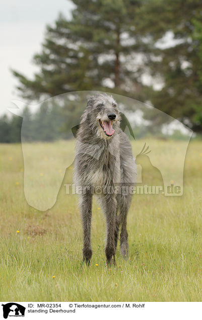 stehender Deerhound / standing Deerhound / MR-02354