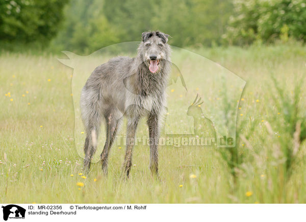standing Deerhound / MR-02356