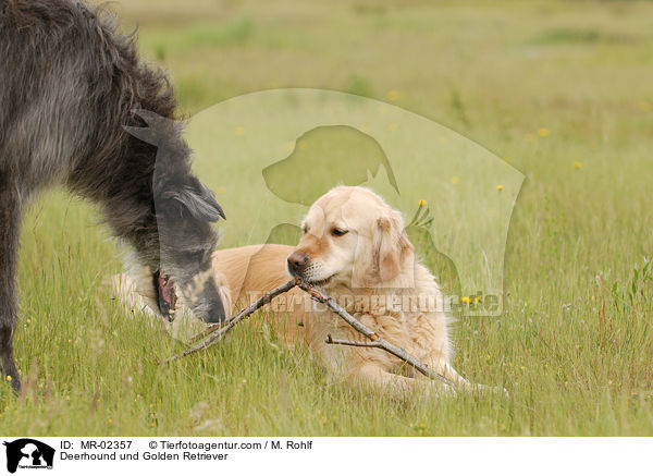 Deerhound und Golden Retriever / Deerhound und Golden Retriever / MR-02357