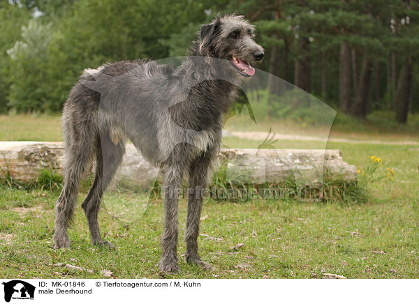 Deerhound Rde / male Deerhound / MK-01846