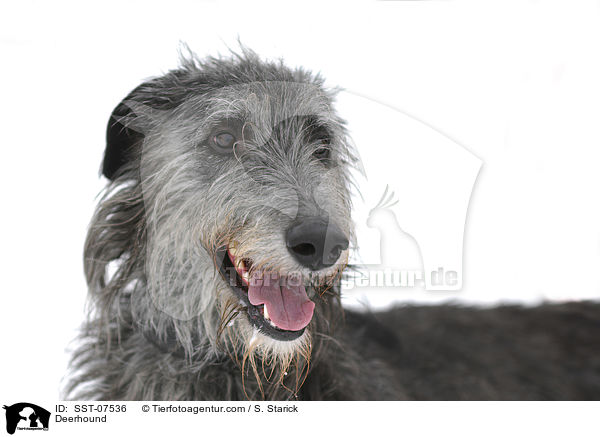 Deerhound / Deerhound / SST-07536