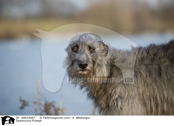 Deerhound Portrait / Deerhound Portrait / AM-02847
