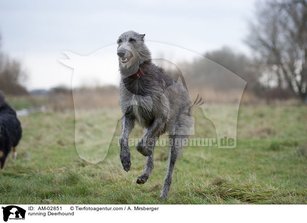 rennender Deerhound / running Deerhound / AM-02851