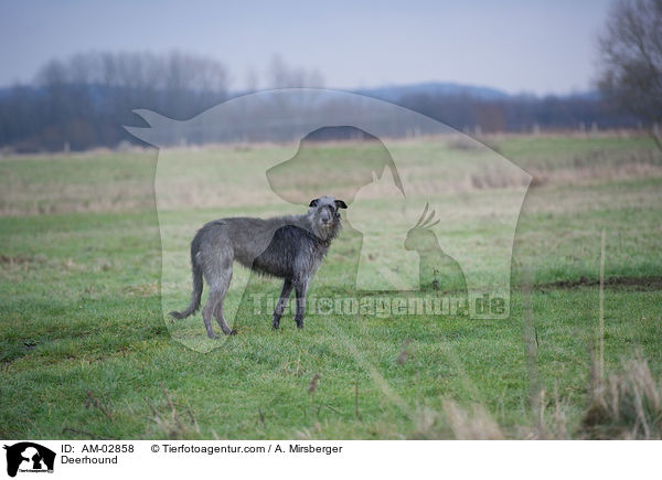 Deerhound / Deerhound / AM-02858