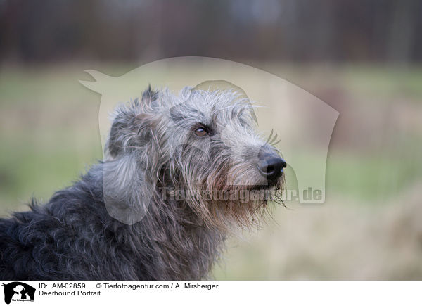 Deerhound Portrait / Deerhound Portrait / AM-02859