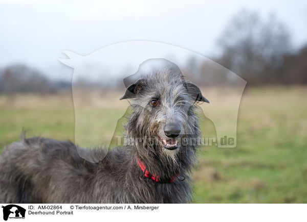 Deerhound Portrait / Deerhound Portrait / AM-02864