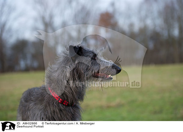 Deerhound Portrait / Deerhound Portrait / AM-02866