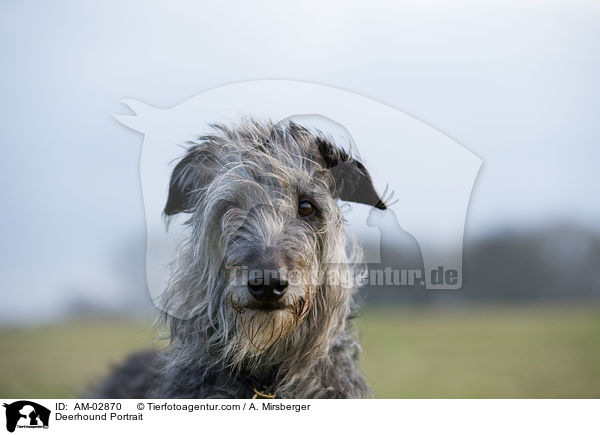 Deerhound Portrait / AM-02870