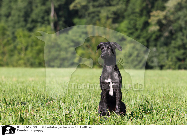 Deerhound Welpe / Deerhound puppy / JH-19593