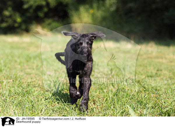 Deerhound puppy / JH-19595