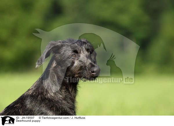 Deerhound puppy / JH-19597