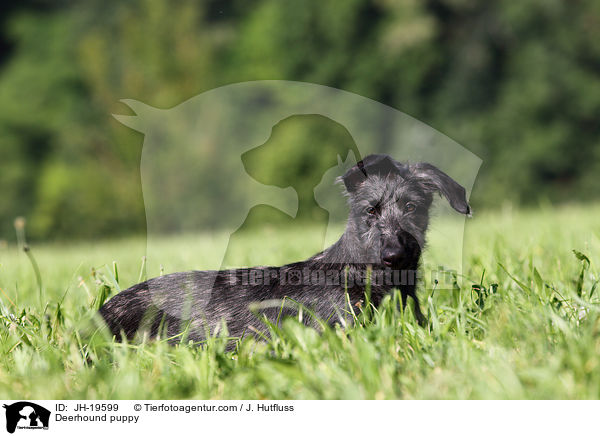 Deerhound puppy / JH-19599