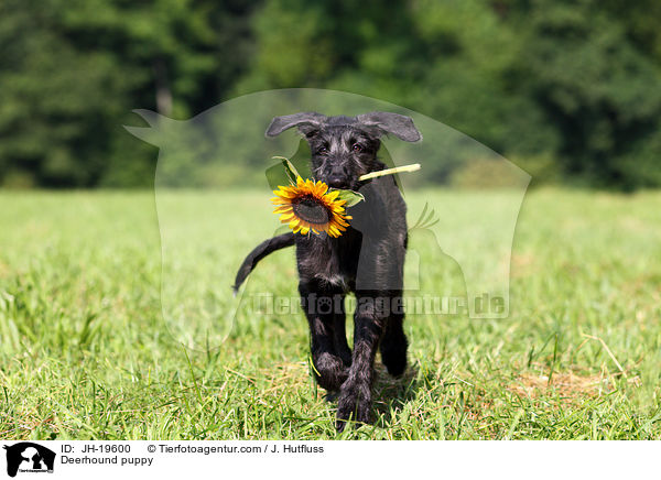 Deerhound puppy / JH-19600