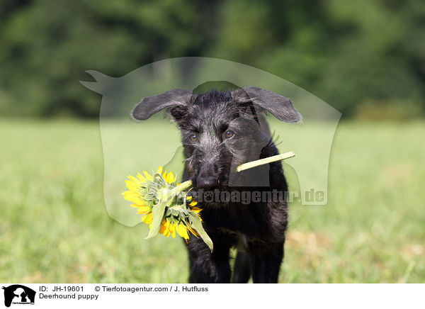 Deerhound Welpe / Deerhound puppy / JH-19601