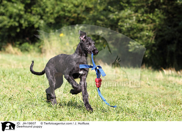 Deerhound puppy / JH-19607