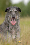 lying Deerhound