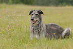 lying Deerhound