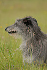 lying Deerhound