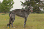 standing Deerhound