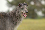 Deerhound Portrait